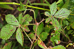 Neolasioptera nodulosa