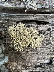 Parmeliopsis ambigua