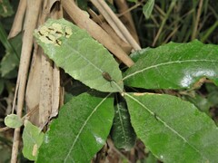 Brachylaena discolor