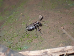 Cicindelina