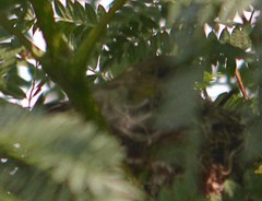 Spinus psaltria