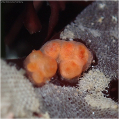 Metandrocarpa taylori