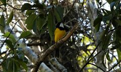 Pachycephala pectoralis