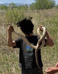Pituophis catenifer sayi