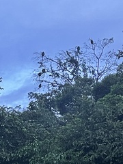 Trachypithecus cristatus
