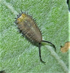 Basipta stolida