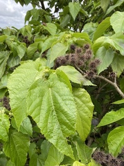 Entelea arborescens