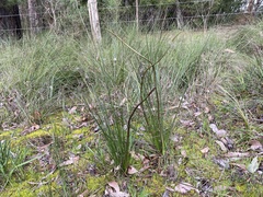 Xanthorrhoea minor lutea