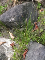 Eleocharis palustris