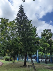 Araucariaceae