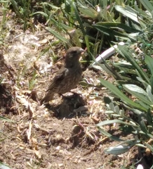 Haemorhous mexicanus