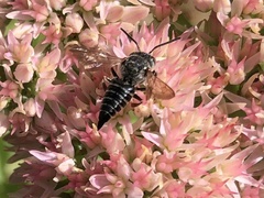 Coelioxys octodentatus