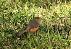 Colluricincla rufogaster