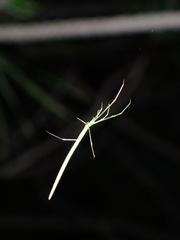 Ariamnes