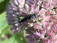 Coelioxys octodentatus