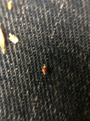 Eleocharis palustris