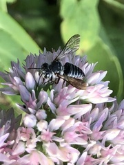 Coelioxys octodentatus