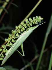 Atractomorpha sinensis