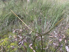Xanthorrhoea minor lutea