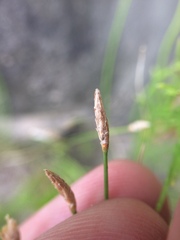 Eleocharis palustris