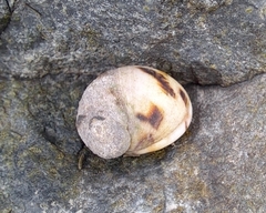 Nerita japonica