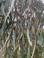Eucalyptus viminalis