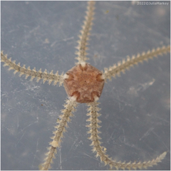 Amphipholis squamata