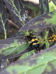 Nicrophorus tomentosus