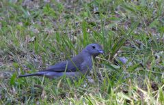 Colluricincla harmonica