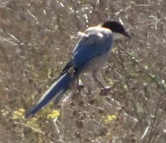 Cyanopica cooki