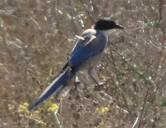 Cyanopica cooki