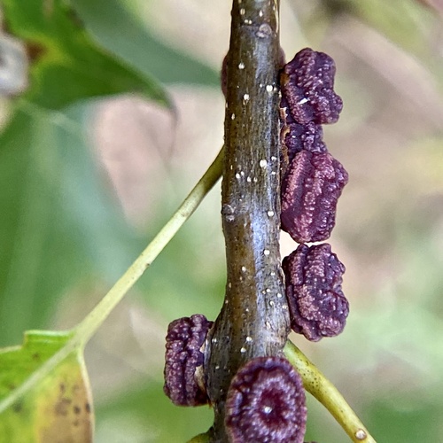 Kokkocynips difficilis