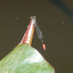 Argiocnemis rubescens