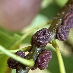 Kokkocynips difficilis