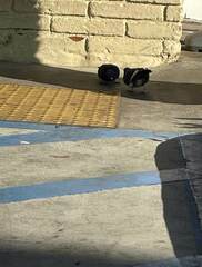 Columba livia domestica