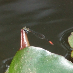 Argiocnemis rubescens