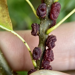 Kokkocynips difficilis