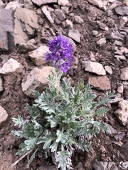 Phacelia sericea