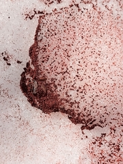 Chlamydomonas nivalis