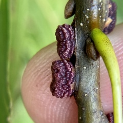 Kokkocynips difficilis