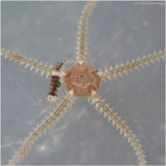 Amphipholis squamata