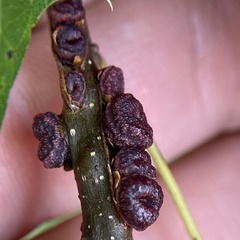 Kokkocynips difficilis