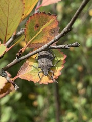 Brochymena quadripustulata