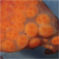 Metandrocarpa dura