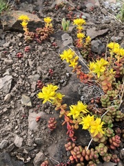Sedum divergens