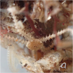 Amphipholis squamata