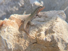 Podarcis melisellensis