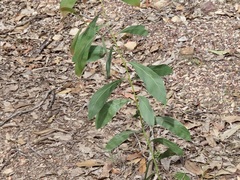 Acacia falcata