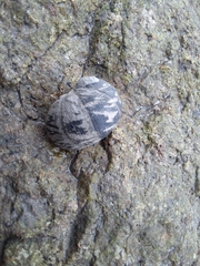 Nerita japonica