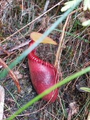 Nepenthes villosa